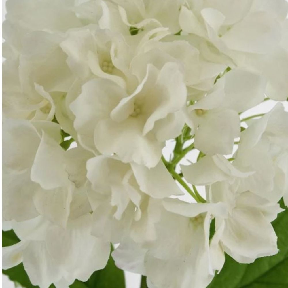 Hydrangea Soft Touch White 50cm