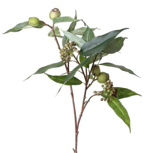 Gumnut Eucalyptus Seed Spray Green