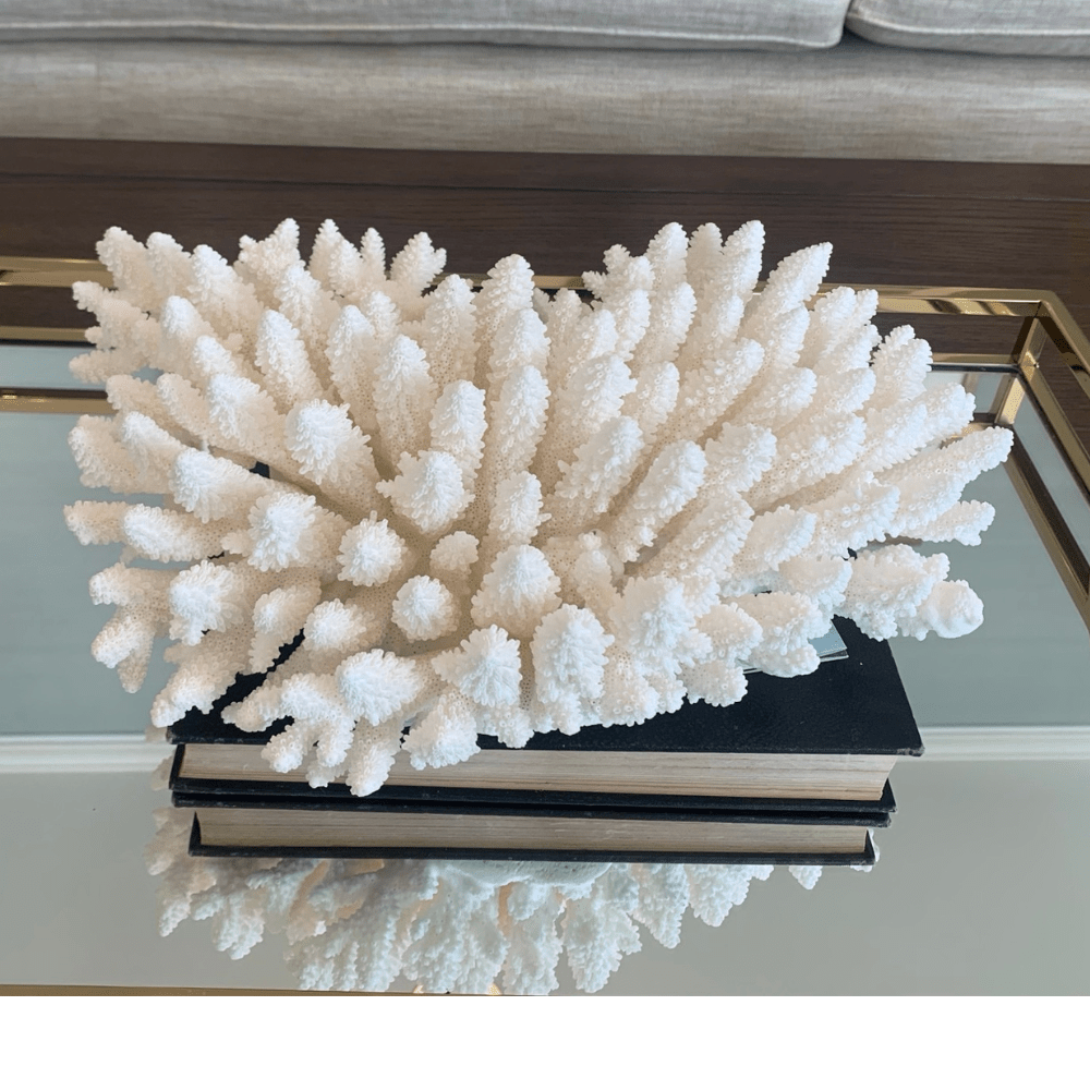 Gaudion Furniture Shell Coral Acropora Finger 30-35 cm