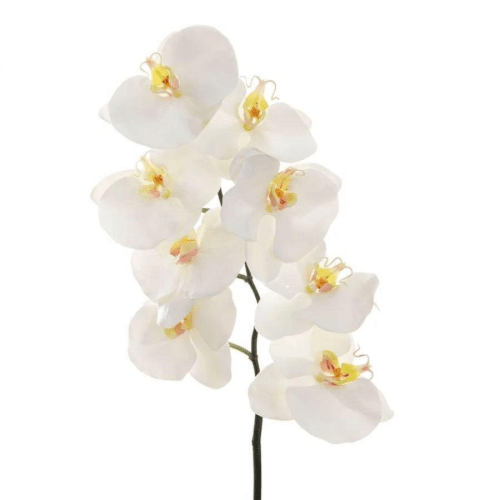 Orchid Phalaenopsis White - Gaudion Furniture
