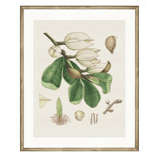 Designer Boys Classic Botanical Study III Champagne Gold Frame - Gaudion Furniture