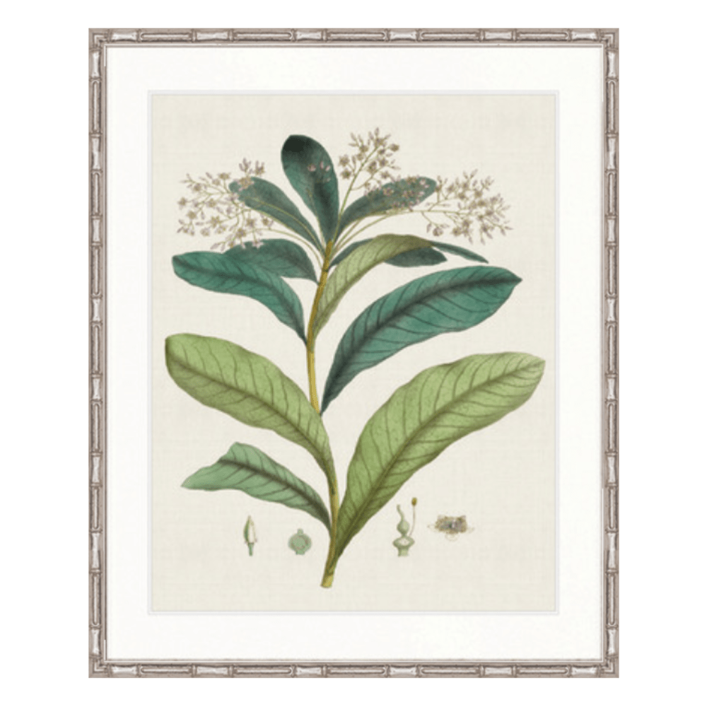 Designer Boys Collections Print Designer Boys Exotic Garden Print IV