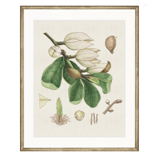 DESIGNER BOYS PRINT Designer Boys Classic Botanical Study III Champagne Gold Frame