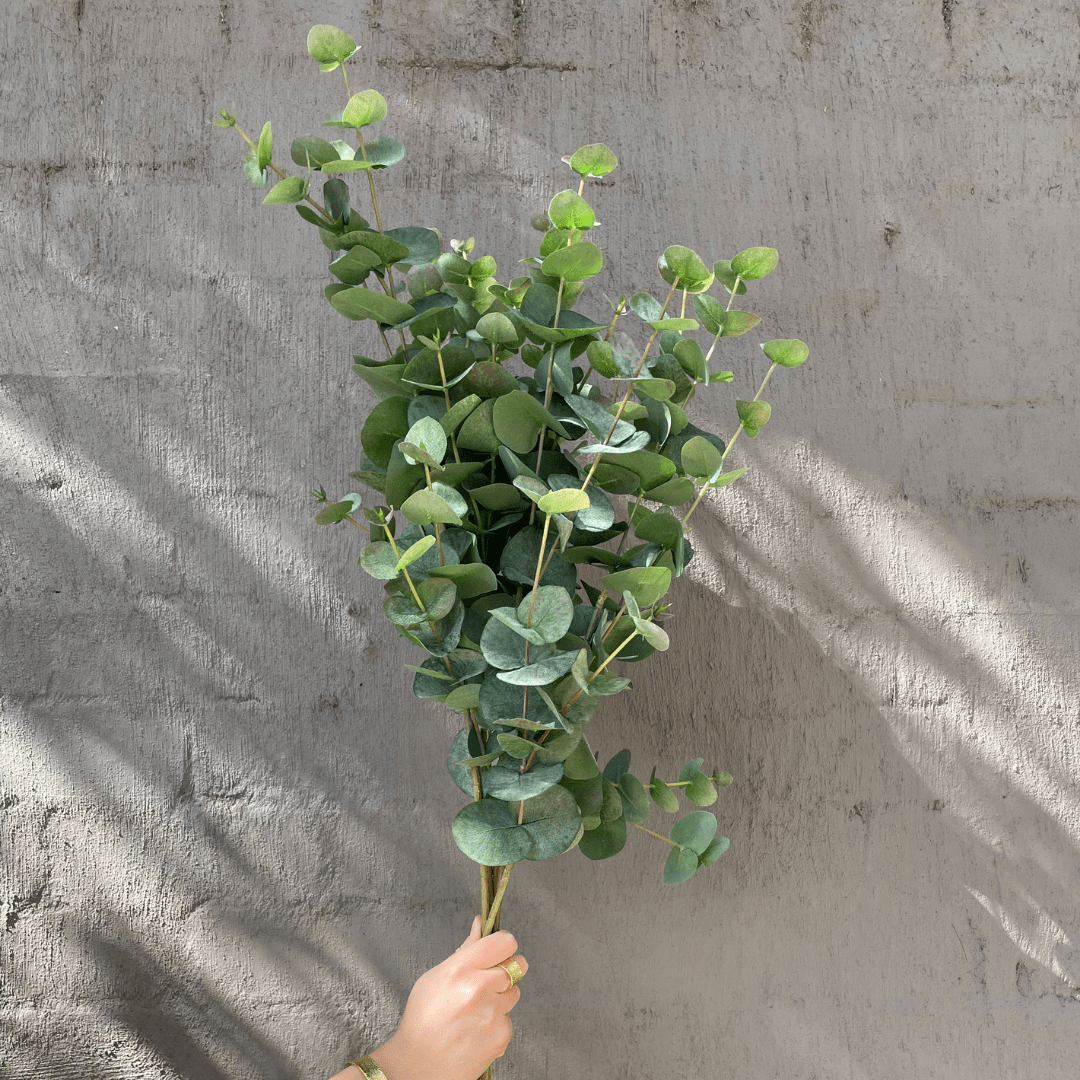 Eucalyptus Leaves - Gaudion Furniture