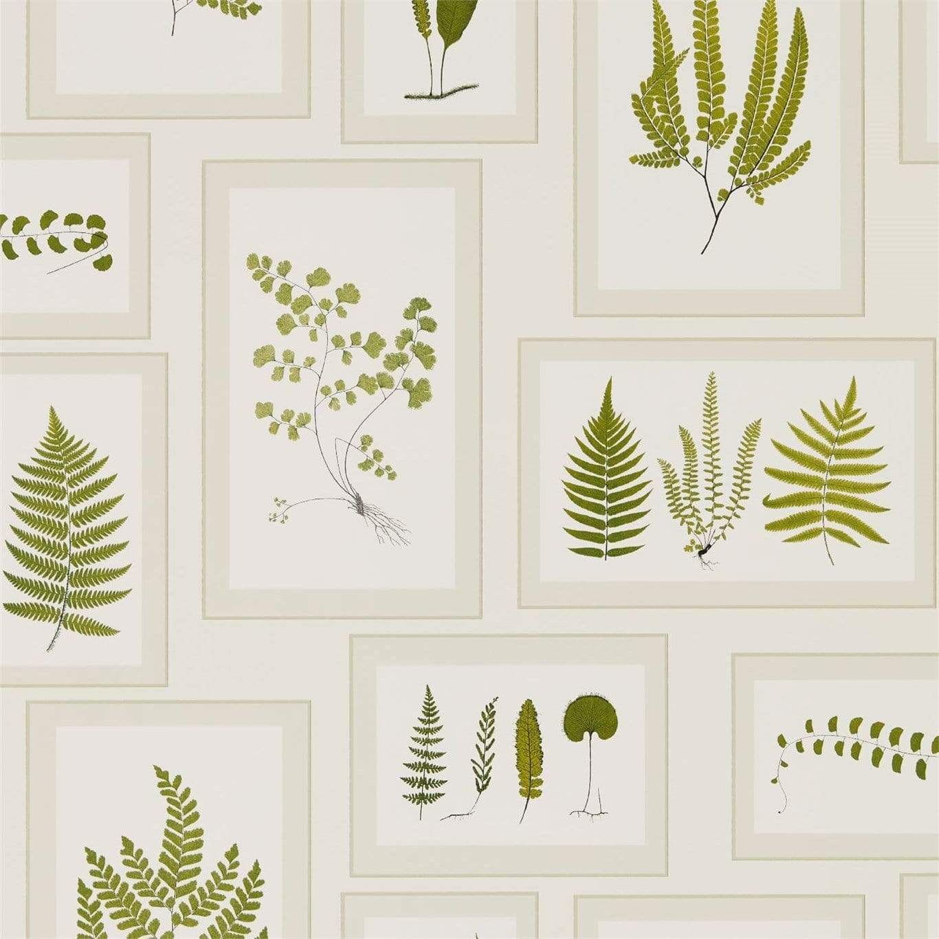 Sanderson Fern Gallery Wallpaper 4 Colours - Gaudion Furniture