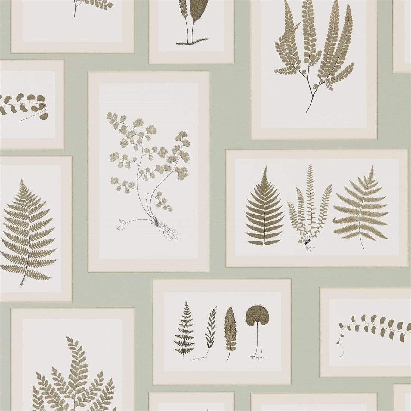 Sanderson wallpaper Sanderson Fern Gallery Wallpaper 4 Colours