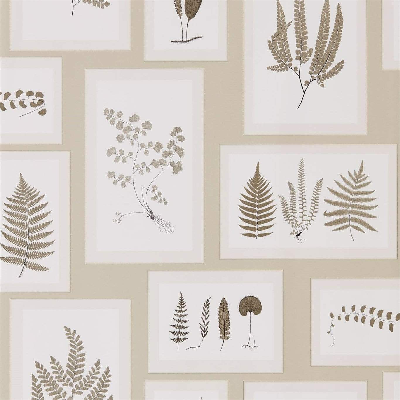 Sanderson wallpaper Sanderson Fern Gallery Wallpaper 4 Colours