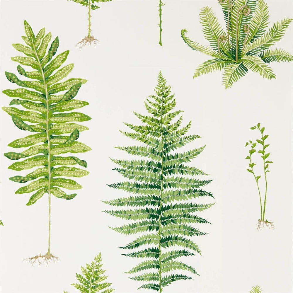 Sanderson wallpaper Sanderson Fernery Wallpaper 3 Colours