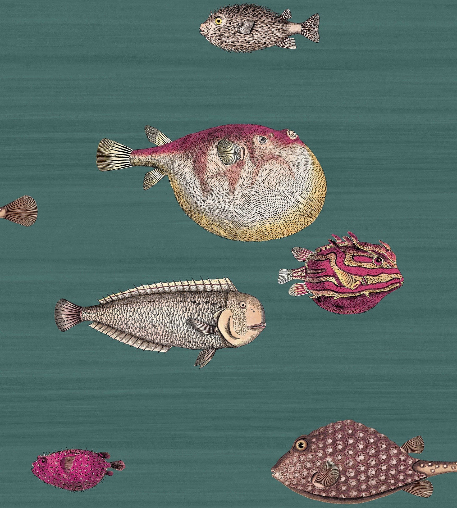 Cole & Son Fornasetti Acquario Wallpaper 5 Colours - Gaudion Furniture