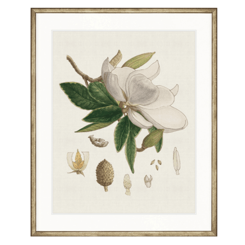 Designer Boys Classic Botanical Study II Champagne Gold Frame - Gaudion Furniture