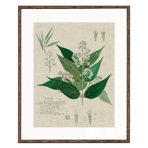 Gaudion Furniture Artwork Herbarium Print V