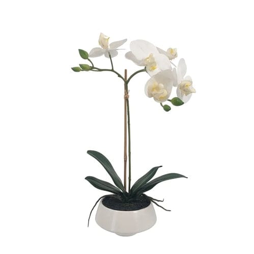 Orchid in White Pot Small - Gaudion Furniture