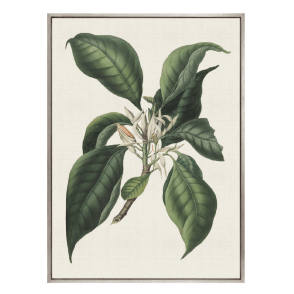 Designer Boys Botanical Bliss ll - Gaudion Furniture