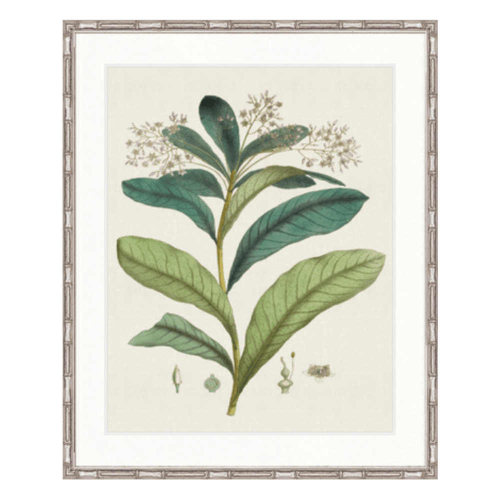 Designer Boys Exotic Garden Print IV - Gaudion Furniture