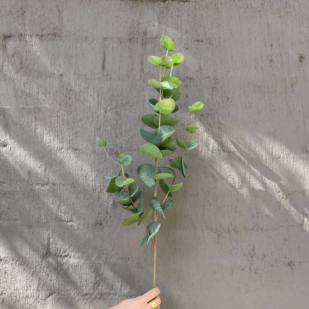 Gaudion Furniture 124 Flowers Eucalyptus Sprig