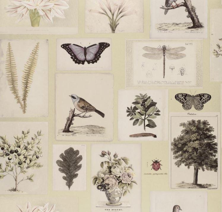 John Derian Flora & Fauna Canvas Wallpaper - 3 Colours